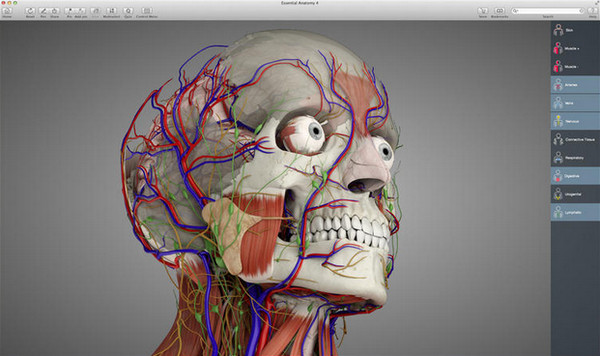 essential anatomy 4