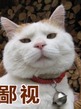 猫叔qq表情包下载
