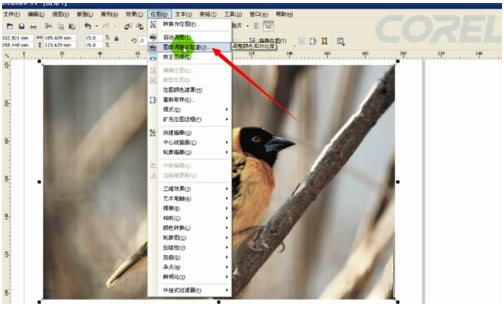 CorelDRAW怎么处理位图 CorelDRAW处理位图的方法