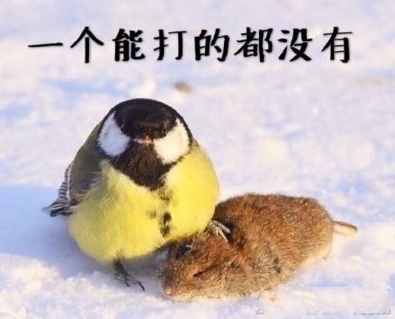 大山雀霸气表情包