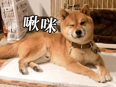 柴犬gif表情包