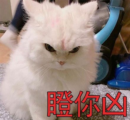 眨眼凶猫咪表情包