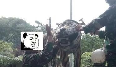 老虎雕塑表情包