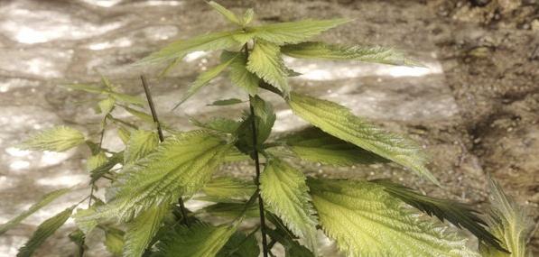 上古卷轴5超高质感植物MOD