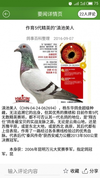 赛鸽世界