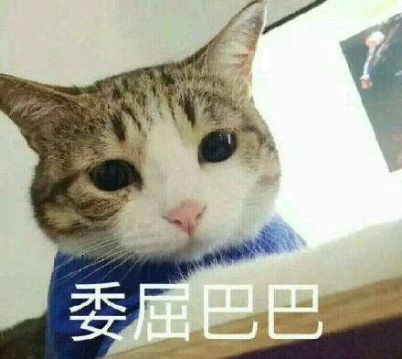 委屈巴巴猫表情包 高清版