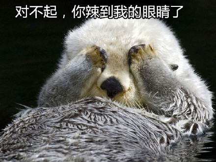 水獭可爱表情包