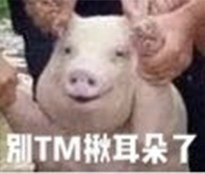网红小猪表情包