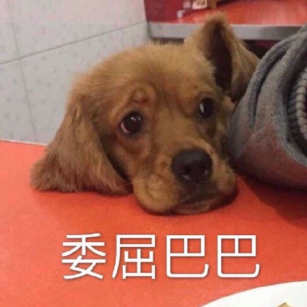 委屈巴巴猫表情包 高清版