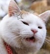 猫叔qq表情包下载