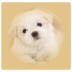 狗狗指南针app V1.0 安卓版