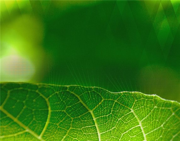 护眼桌面壁纸 高清版图2