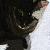 Felinity游戏
