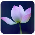 英语字母app