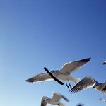 情人租赁海报生成器