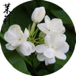 茉莉音乐下载器
