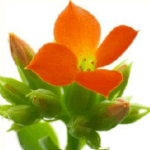 Kettle Spoon下载 v3.2.0 中文版 