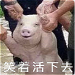 网红小猪表情包下载
