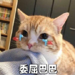 委屈巴巴猫系列表情包下载