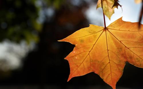 2017立秋高清图片大全 完整版图3