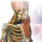 3d人体解剖学软件下载
