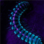 绘制关节绑定工具下载 V1.0 绿色免费版 